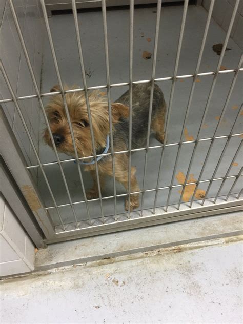 Baldwin county animal shelter - The Haven is a 501 (c) 3 no-profit animal shelter relying on donations and fundraisers. The shop is an important source of revenue for our shelter operations. ... The Haven addresses the needs of companion animals in Baldwin County through the operation of a no-kill, ...
